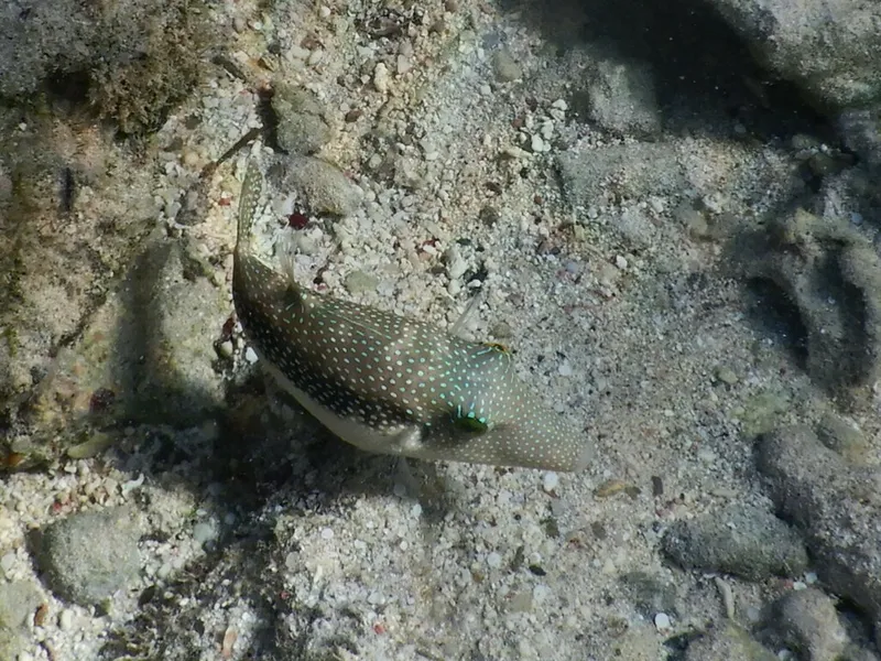 Toby (Canthigaster margaritata)