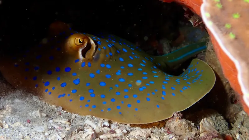 Blue-Spotted Ribbontail Ray (Taeniura lymma)