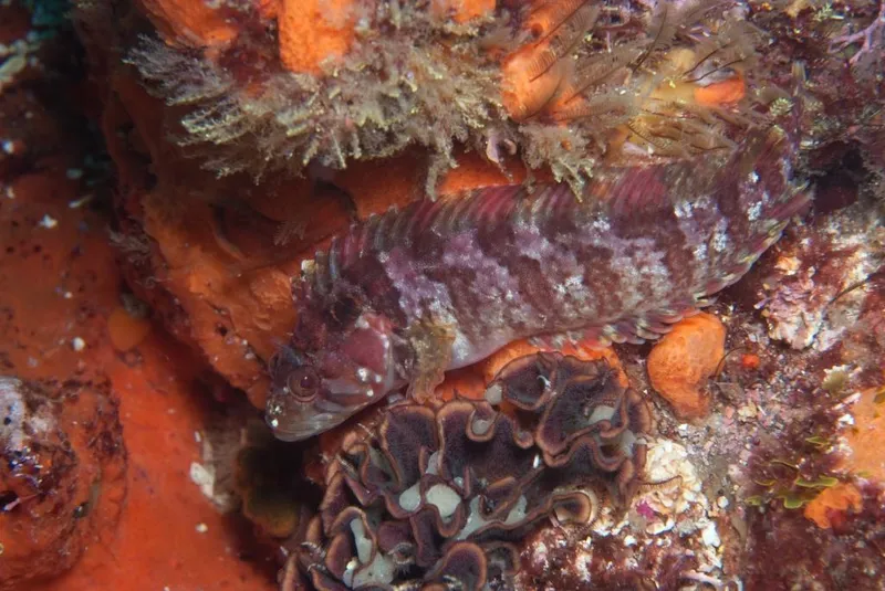 Onrust Klipfish (Clinus berrisfordi)