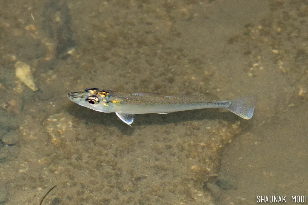 Silver Sillago (Sillago sihama)