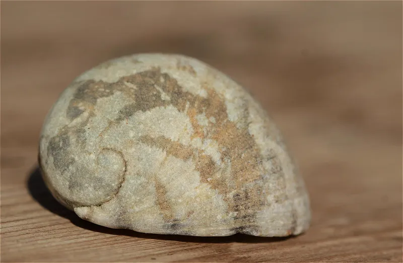 Blotched Nerite (Nerita albicilla)