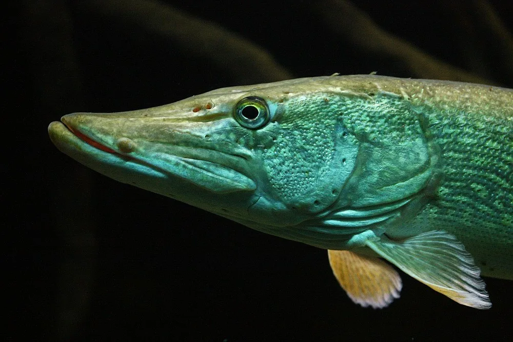 American Pike (Esox lucius)