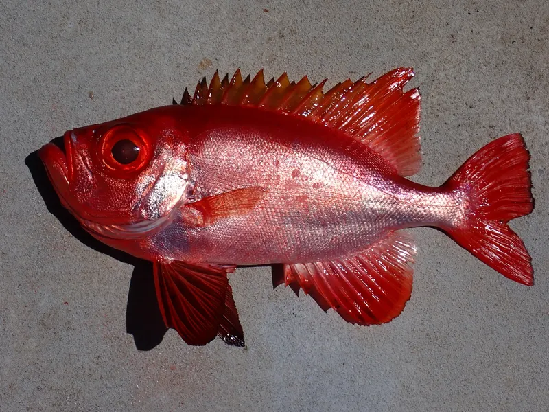 Longfinned Bullseye (Cookeolus japonicus)