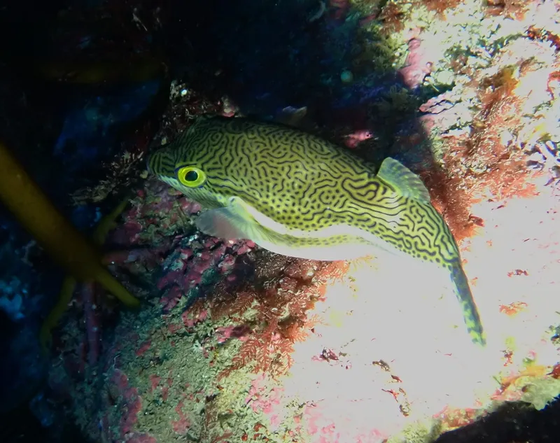 Toby (Canthigaster callisterna)