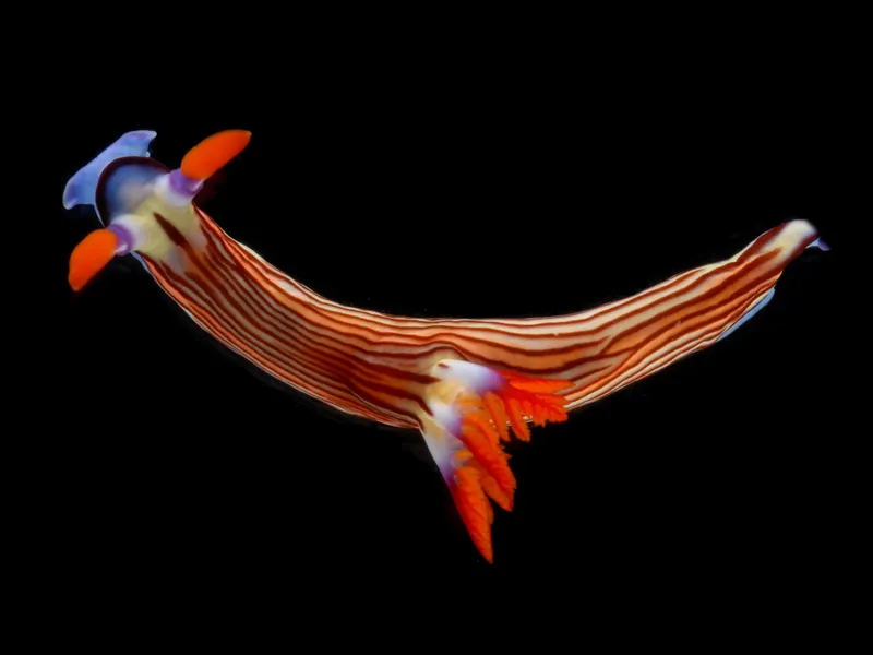 Showman Wrinkle Dorid (Nembrotha aurea)
