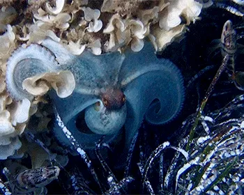 Common Octopus (Octopus vulgaris)
