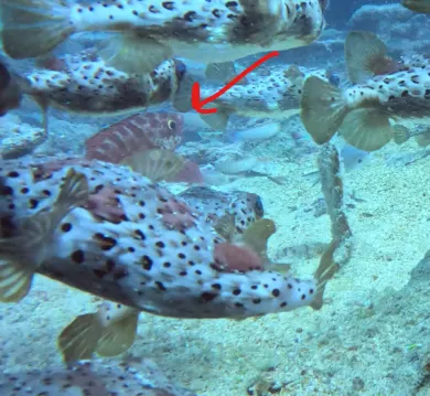 Bright Glasseye (Heteropriacanthus fulgens)