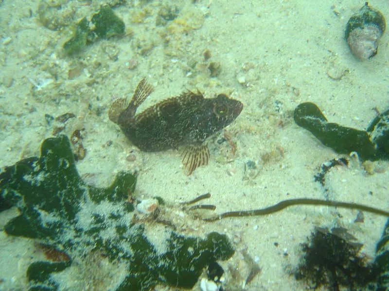 Speckled Klipfish (Clinus venustris)