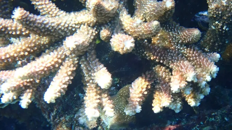 Acropora robusta