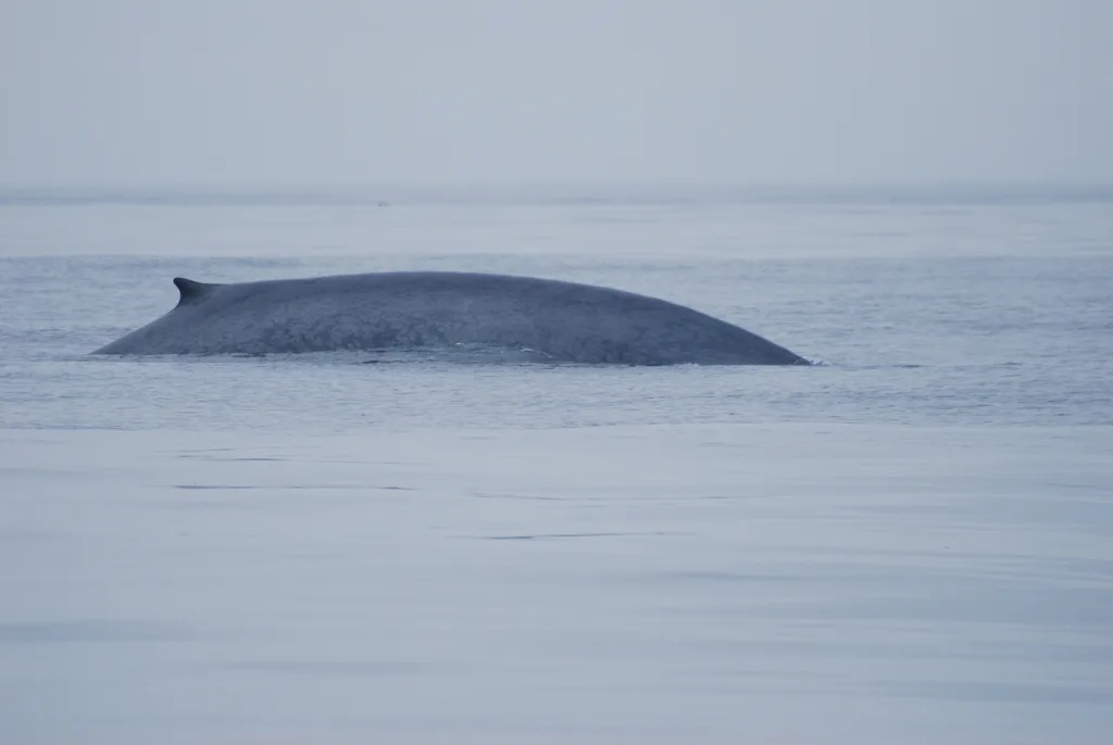 Blue Whale (Balaenoptera musculus)