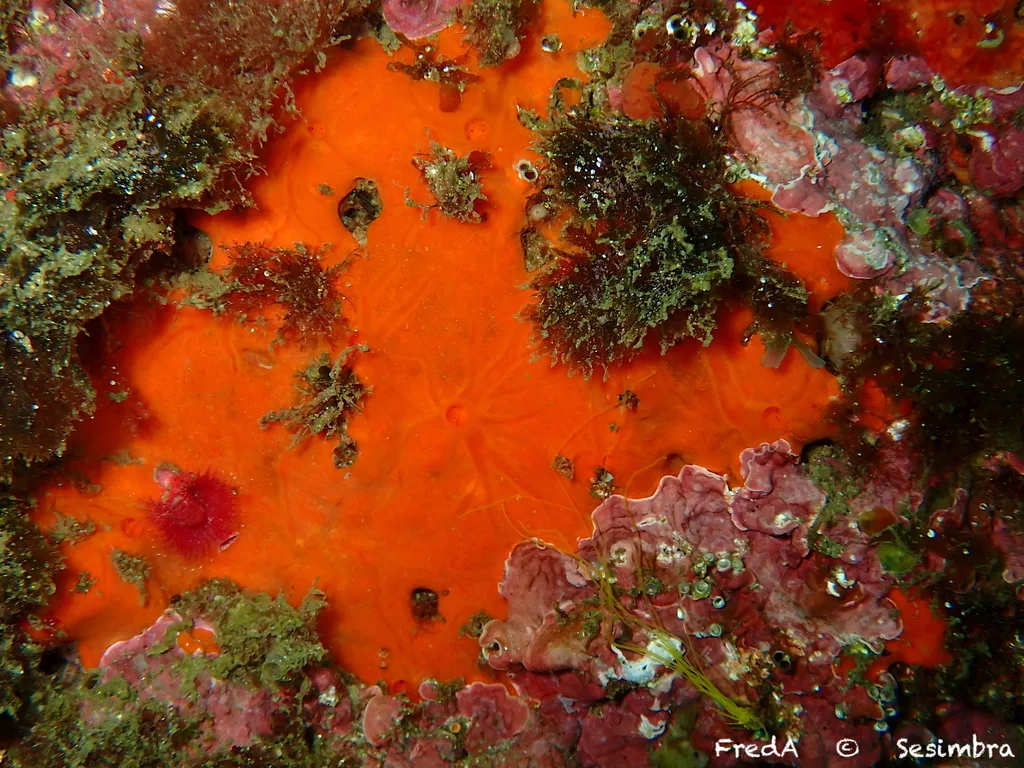 Bumping Encrusting Sponge (Crambe crambe)
