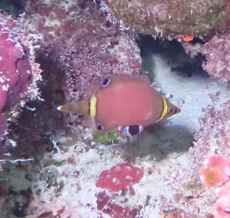 Sharpnose Wrasse (Wetmorella nigropinnata)