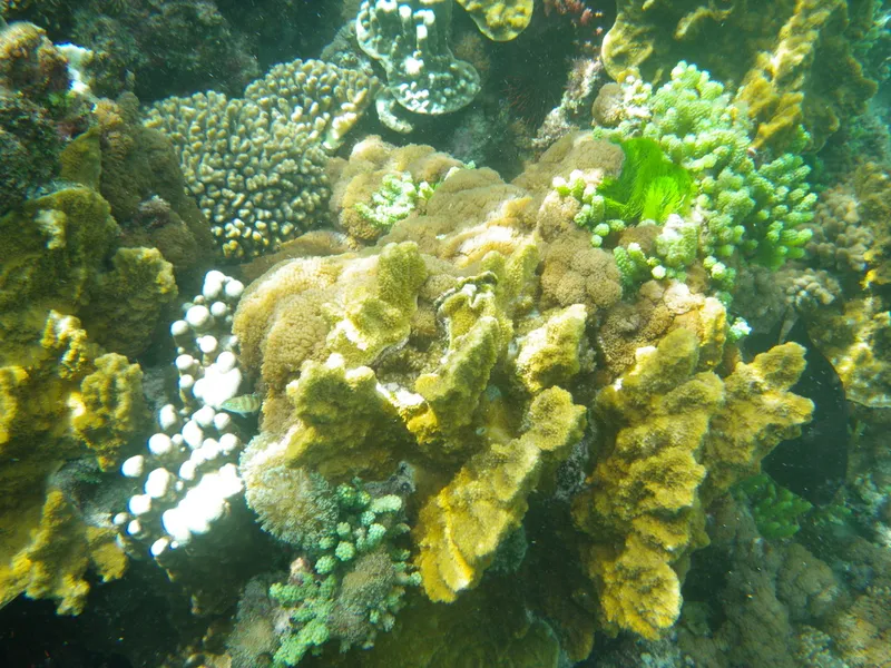 Isopora elizabethensis