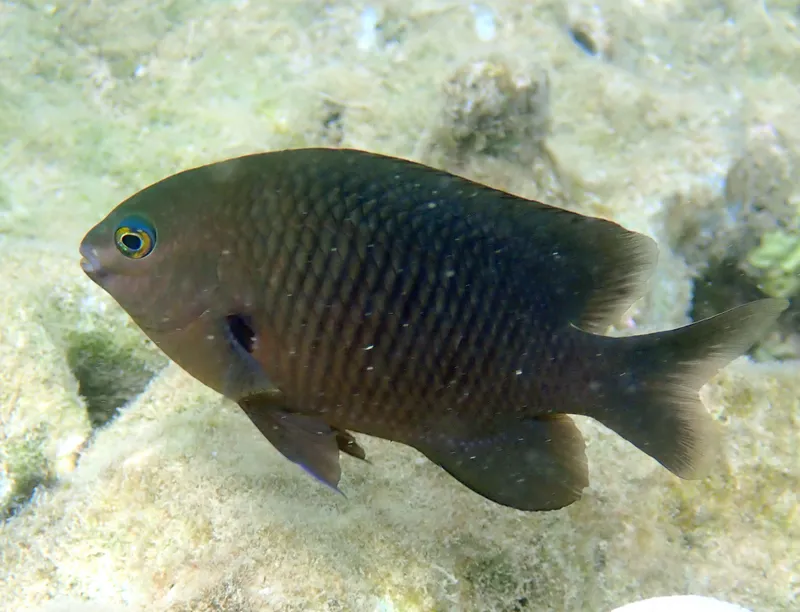 Dark Damsel (Plectroglyphidodon fasciolatus)