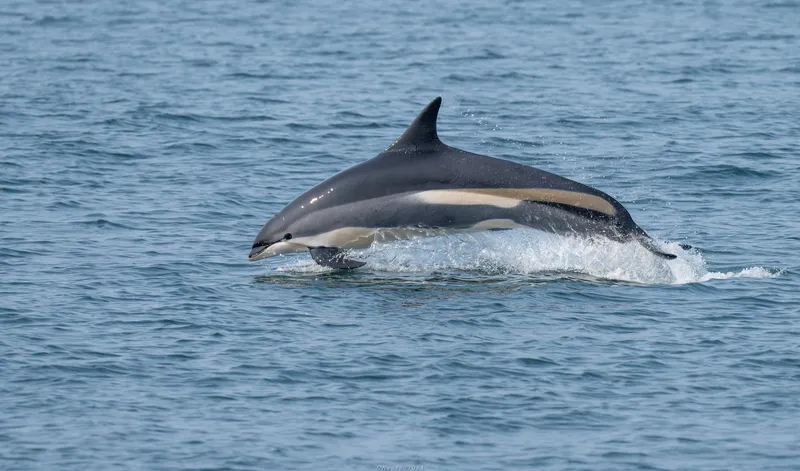 Atlantic White-Sided Dolphin (Leucopleurus acutus)