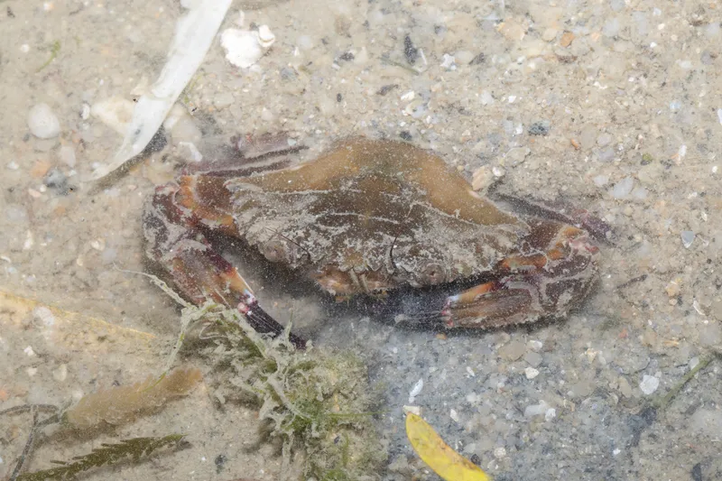Spiny Hands (Charybdis (Charybdis) hellerii)