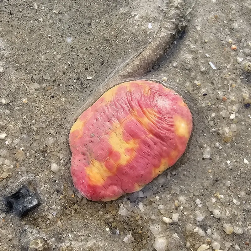 Pink Warty Sea Cucumber (Cercodemas anceps)