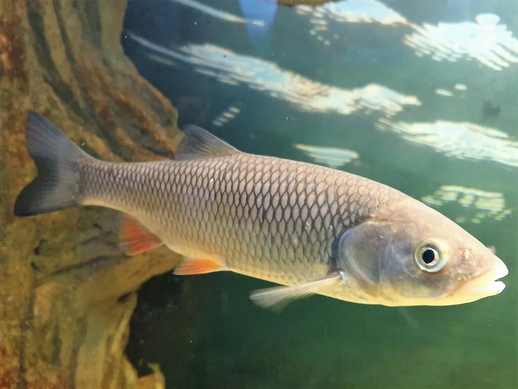 Common dace (Leuciscus leuciscus)