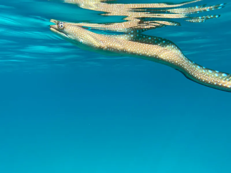 Spottail Moray (Gymnothorax equatorialis)