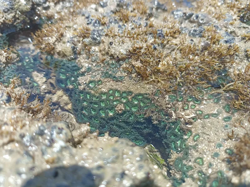 Green Colonial Anemone (Zoanthus sociatus)
