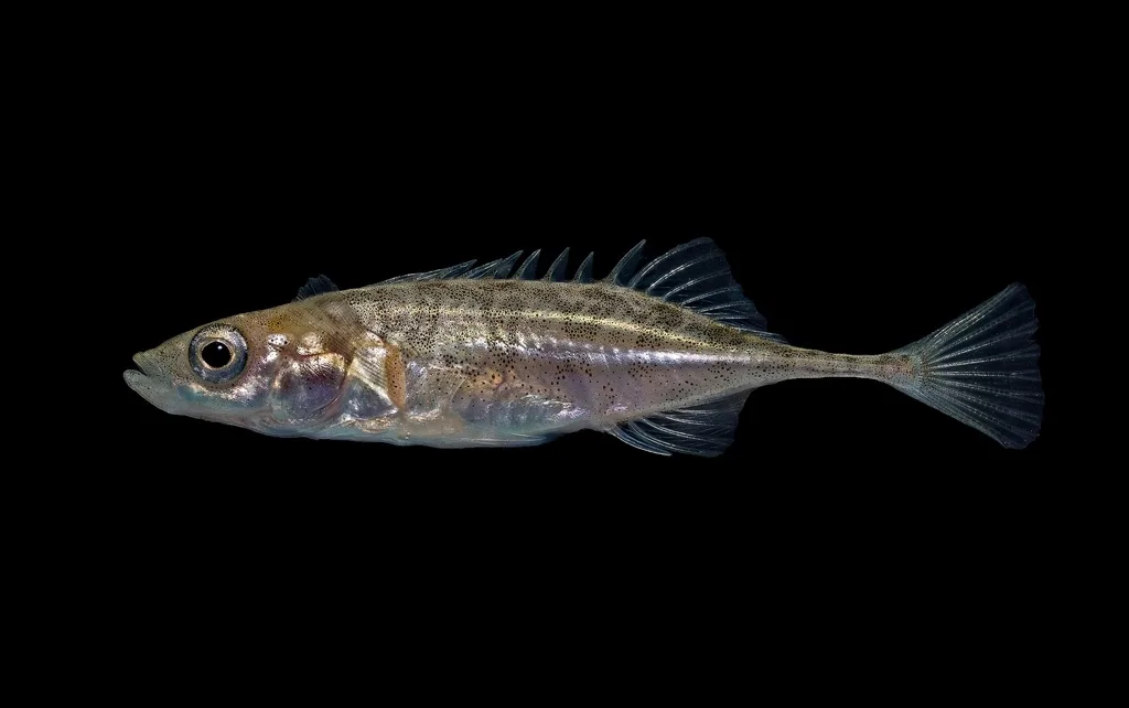 Barnstickle (Pungitius pungitius)