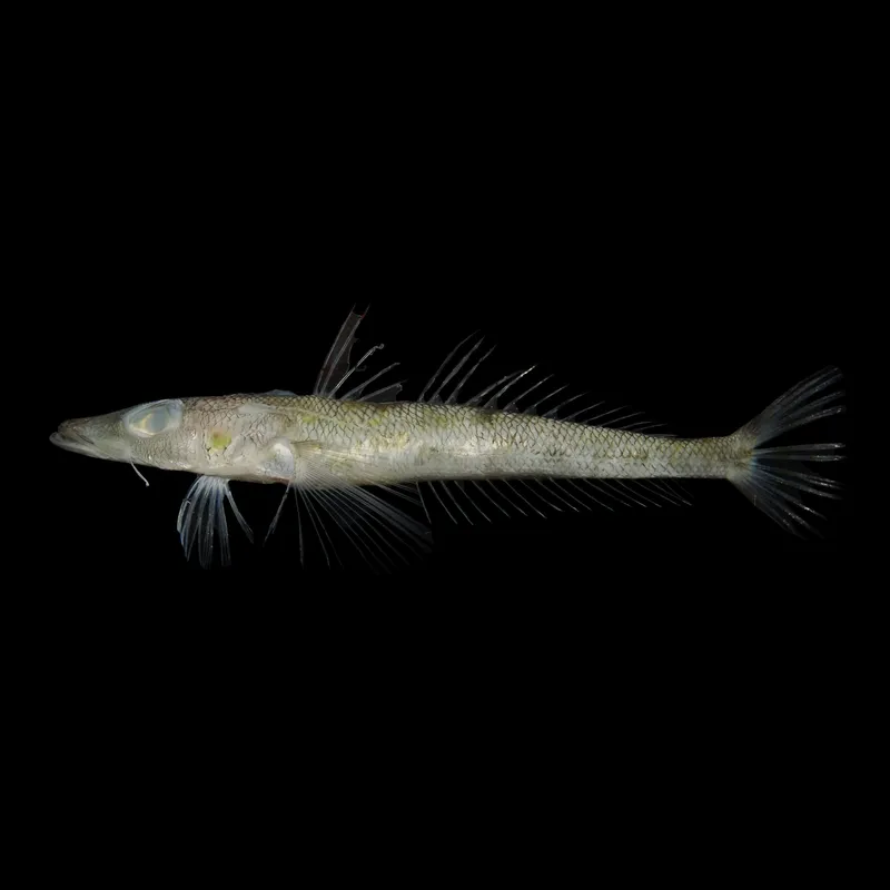 Duckbill Flathead (Bembrops anatirostris)