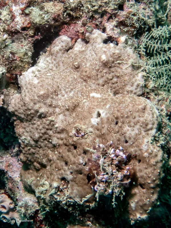 Astreopora randalli