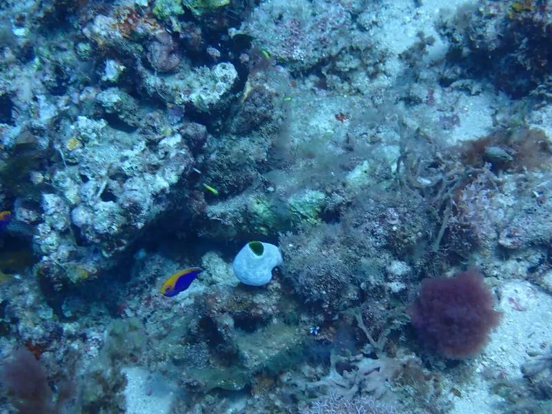 Orangeback Angelfish (Centropyge acanthops)