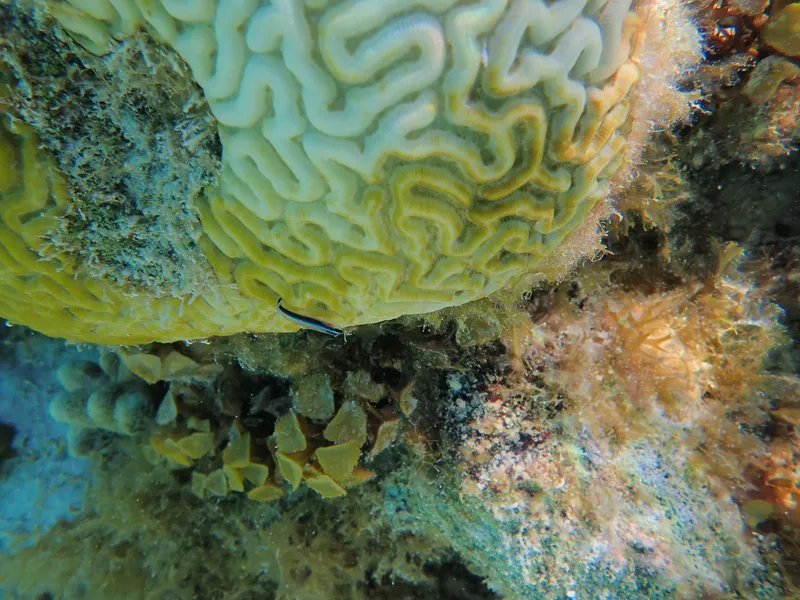 Caribbean Neon Goby (Elacatinus lobeli)