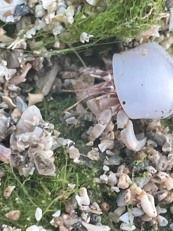 Red Sea Land Hermit Crab (Coenobita scaevola)