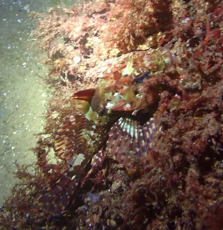 Sea Scorpion (Taurulus bubalis)