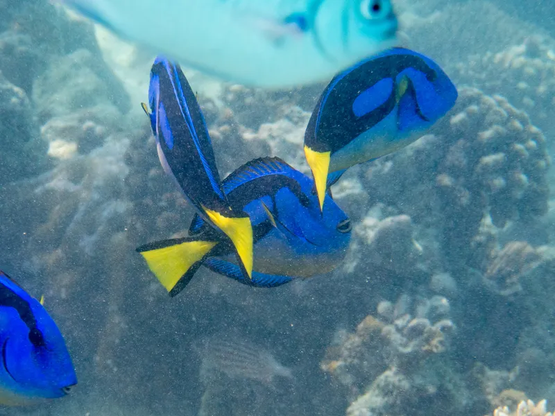 Palette Surgeonfish (Paracanthurus hepatus)
