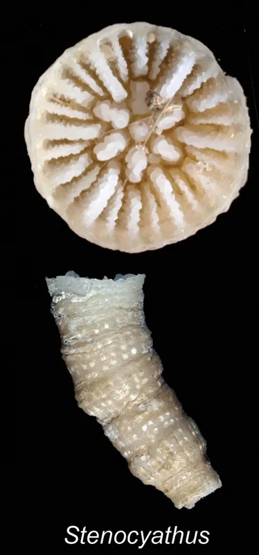 Worm Coral (Stenocyathus vermiformis)