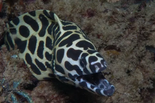 Laced Moray (Gymnothorax favagineus)