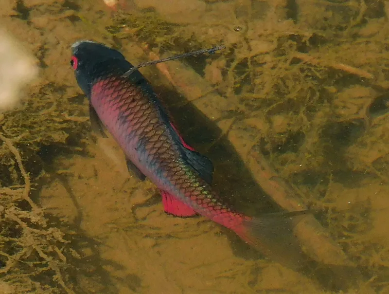European Bitterling (Rhodeus amarus)