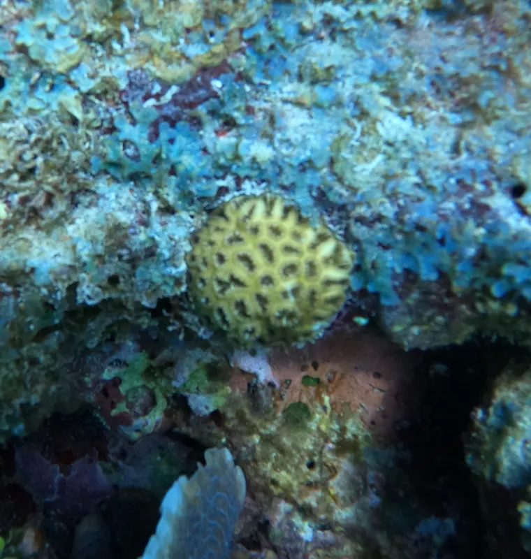 Golf Ball Coral (Favia fragum)