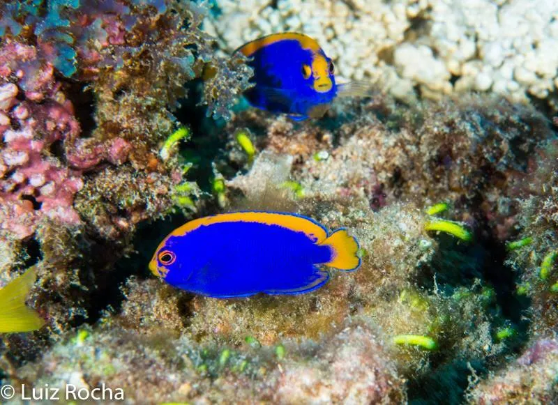 Dwarf Angelfish (Centropyge resplendens)