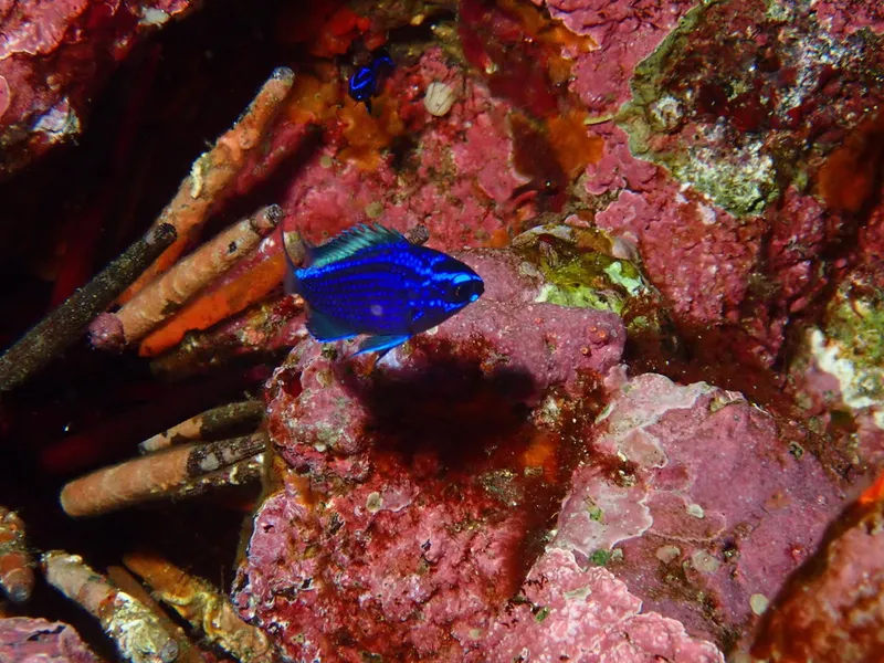Silverstripe Chromis (Chromis alta)