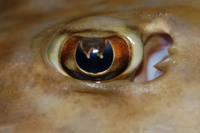 Slender Guitarfish (Rhinobatos holcorhynchus)