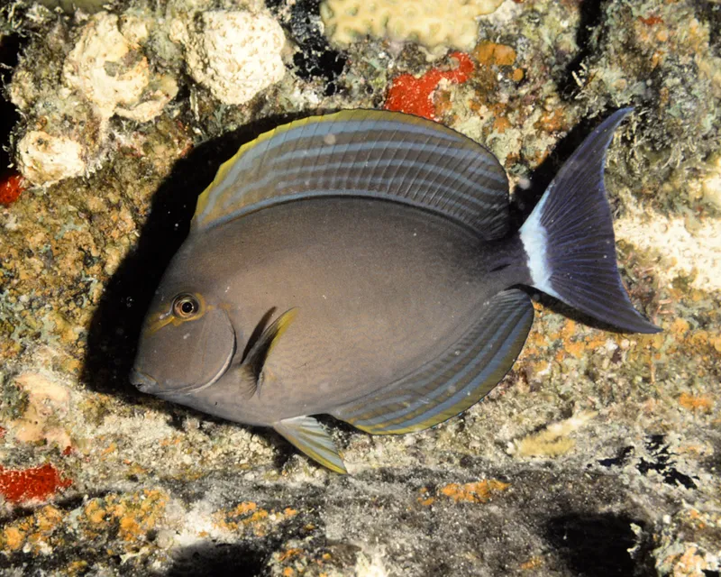 Yellowfin Surgeonfish (Acanthurus xanthopterus)