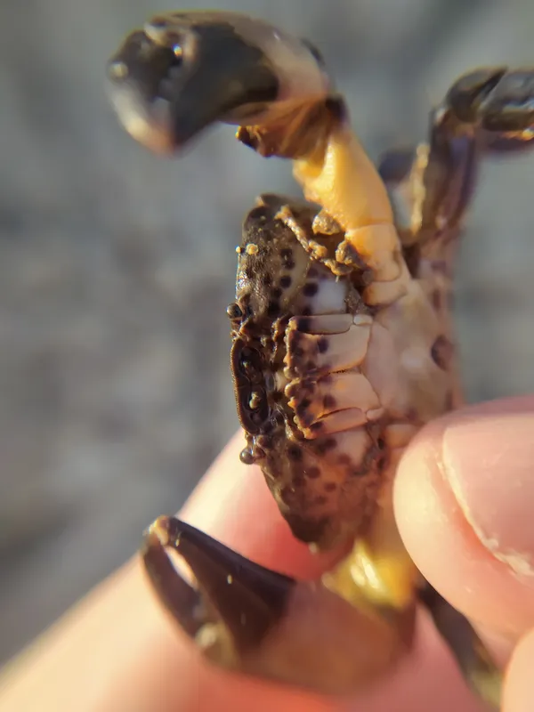 Jaguar Round Crab (Xantho poressa)