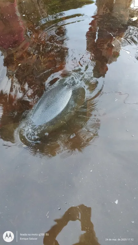 Amazonian Manatee (Trichechus inunguis)