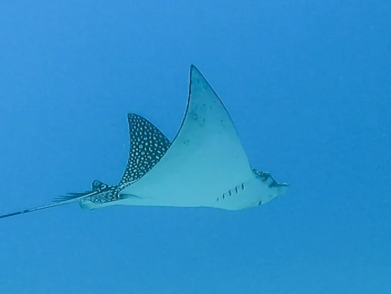Spotted Eagle Ray (Aetobatus narinari)