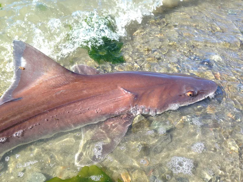 Brown Smoothhound (Mustelus henlei)