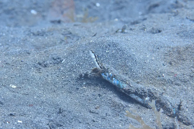 Spotfin Fangblenny (Adelotremus deloachi)