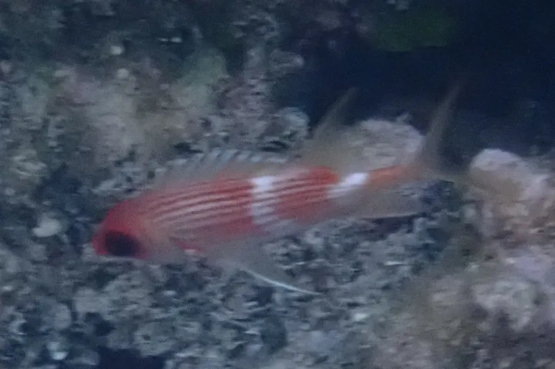 Longspine Squirrelfish (Holocentrus rufus)