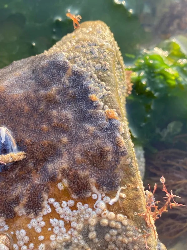 Golden Star Tunicate (Botryllus schlosseri)