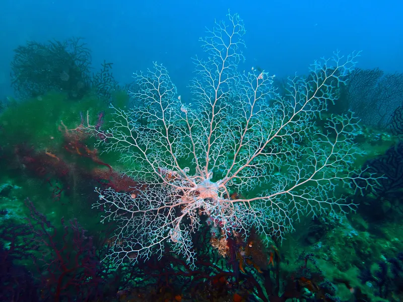 Gorgon's Head (Astrospartus mediterraneus)