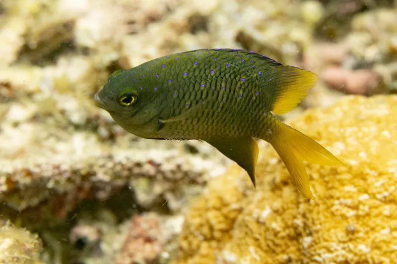 Jewel Damsel (Stegastes lacrymatus)