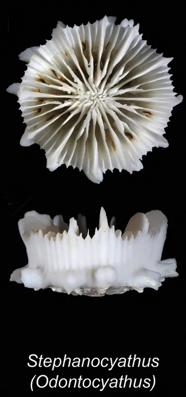 Crowned Cup Coral (Stephanocyathus (Odontocyathus) coronatus)